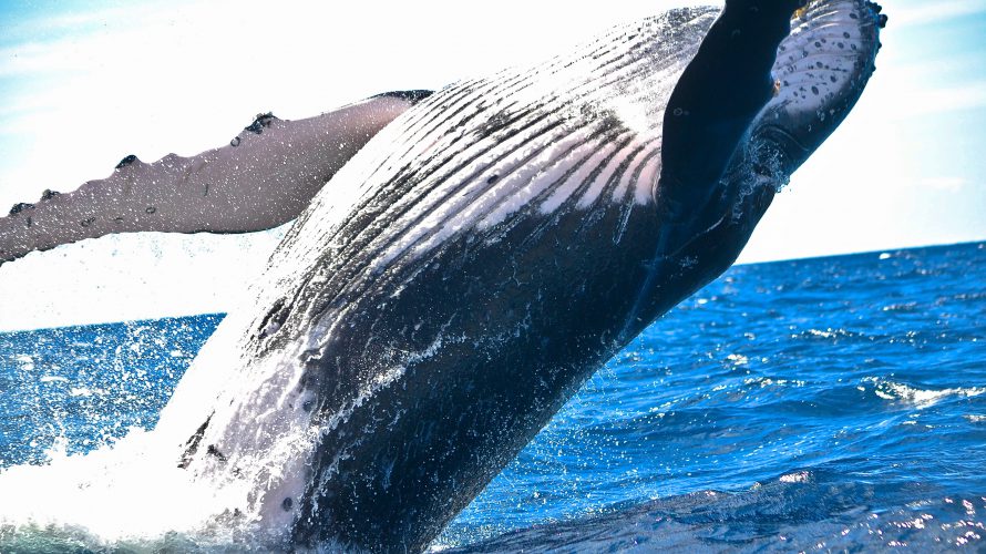 畳み込みニューラルネットワークを用いてザトウクジラの唄声を聴く