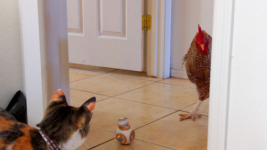 動物の動きからロボットを俊敏に動かすコツを学ぶ